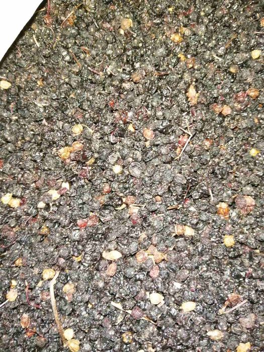 Сушени плодове от черен бъз