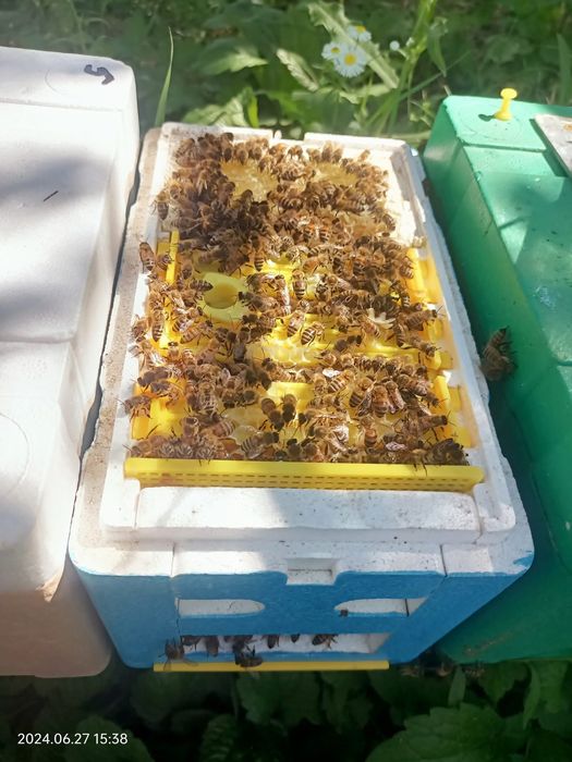 Primim comenzi pentru sezon 2026,