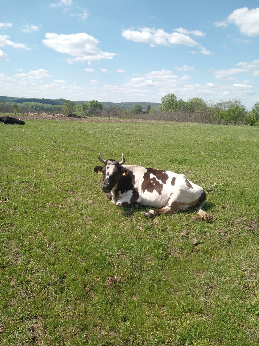 Vaca bălțată de vanzare