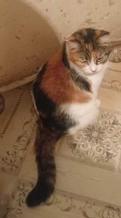 Отдам кошку в добрые руки