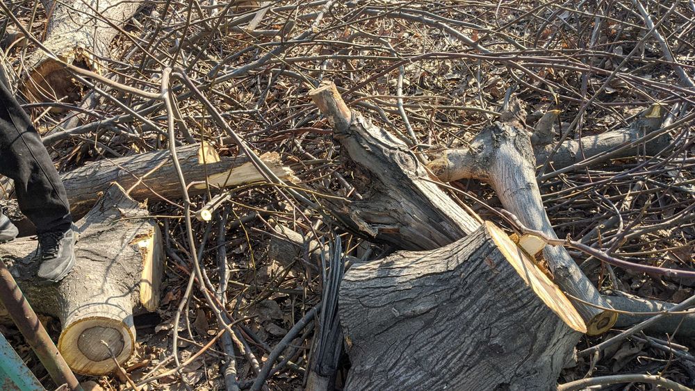 Дрова распиленные с двух деревьев