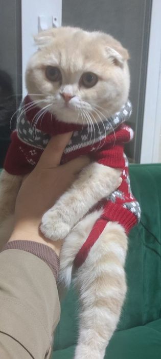 Zolotaya shinshilla strayt  o'g'il