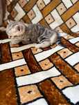 Шотландские  котята