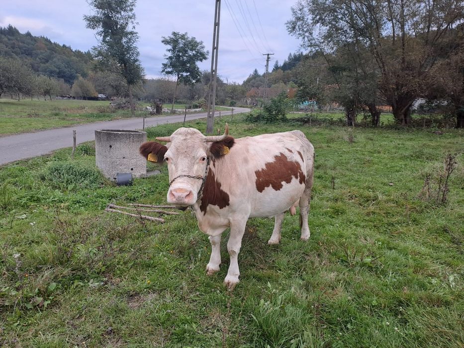Vand doua vaci cu lapte