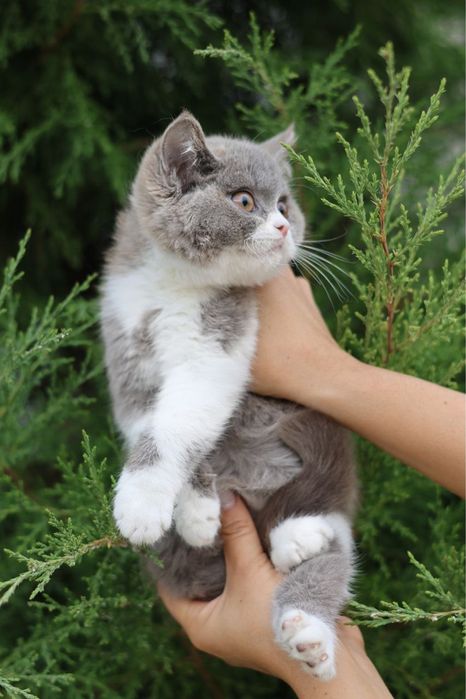 Продаются британские котята