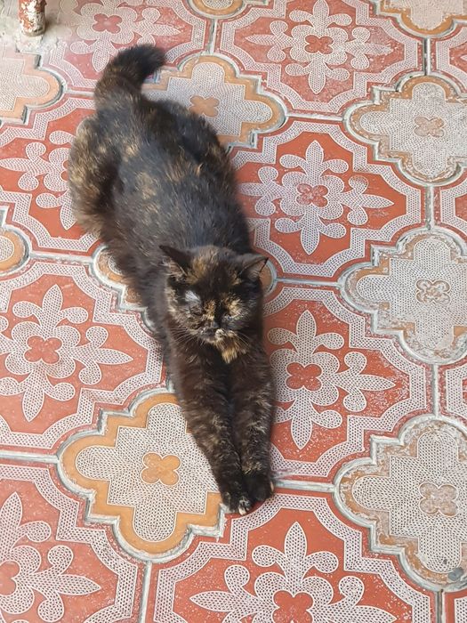 Кошка пародистая. Отдам в хорошие руки