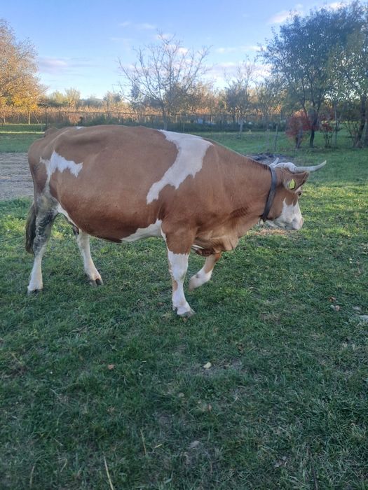 Vând vacă bălțată