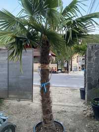 Vand palmier 2,5m 3000 lei