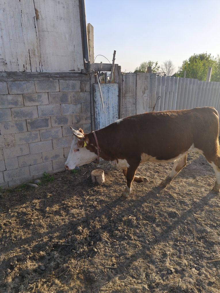 Семиз Кунажын сатылады.