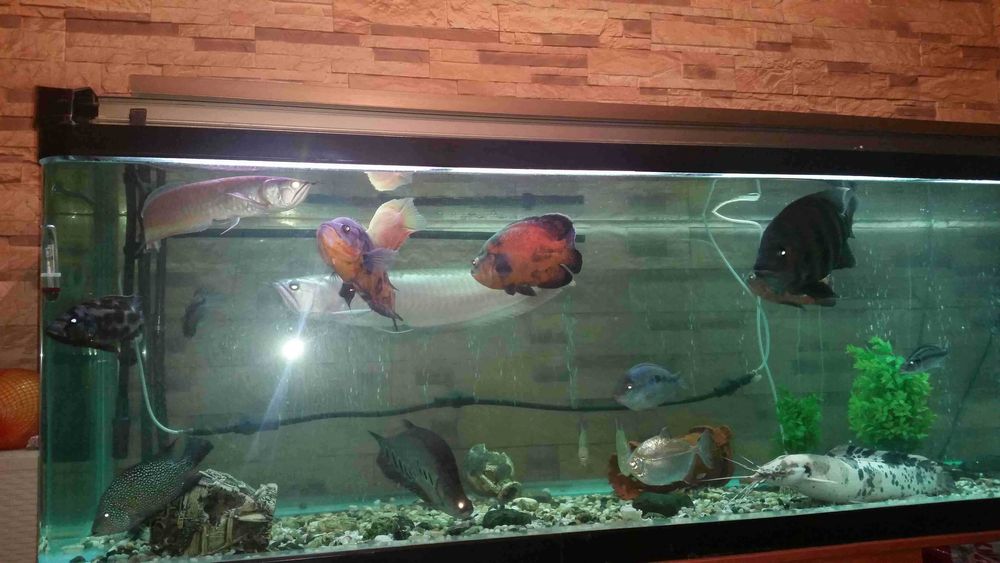 Большой аквариум 1 тонна.