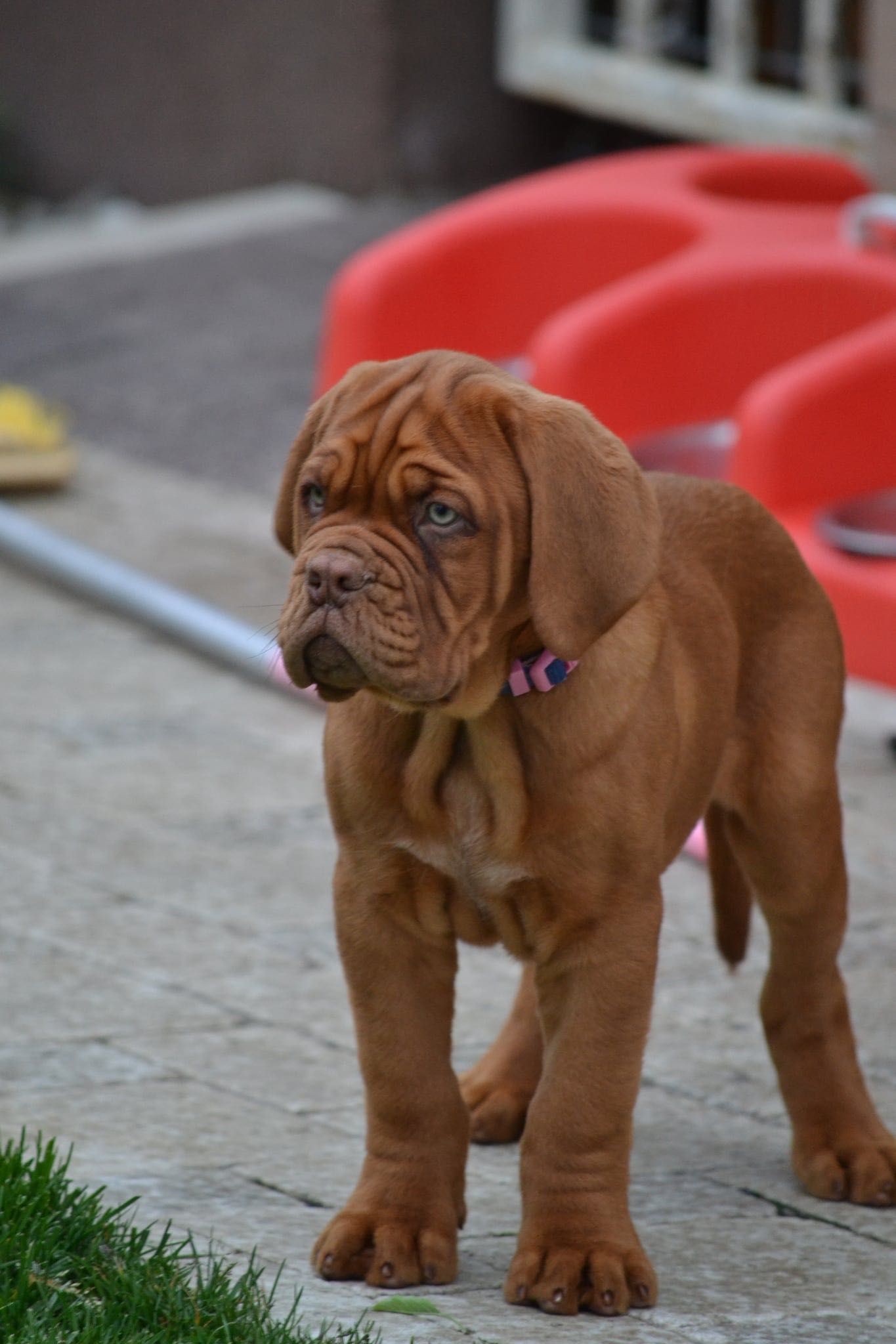 Dog de bordeaux disponibil