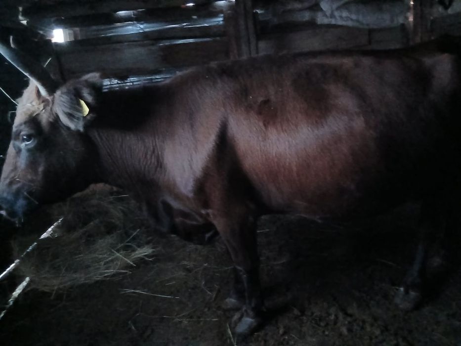 Срочно продам 3 каров