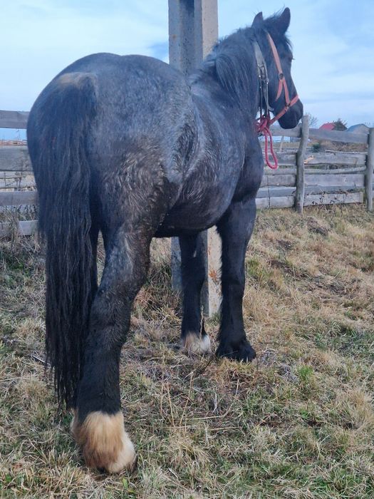 Vând mânză de 2 ani