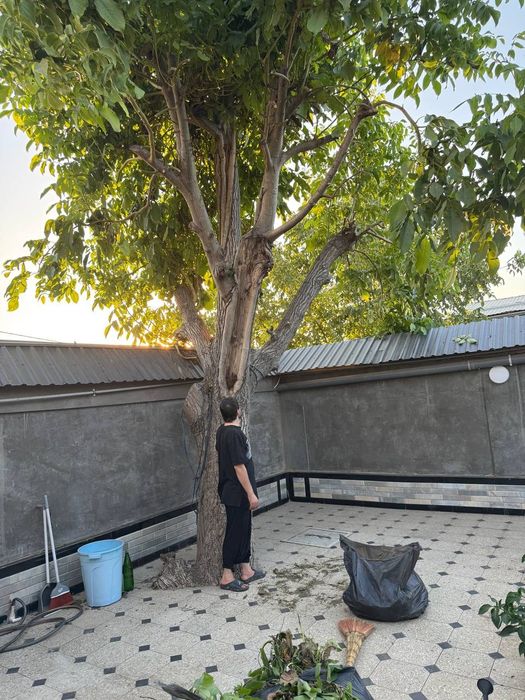 Yonğoq daraxt kotta. Kelesda. Kesib olib ketiw warti bilan 6 million