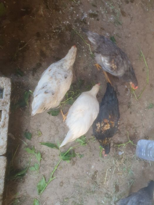 3 та хурозла сотилади