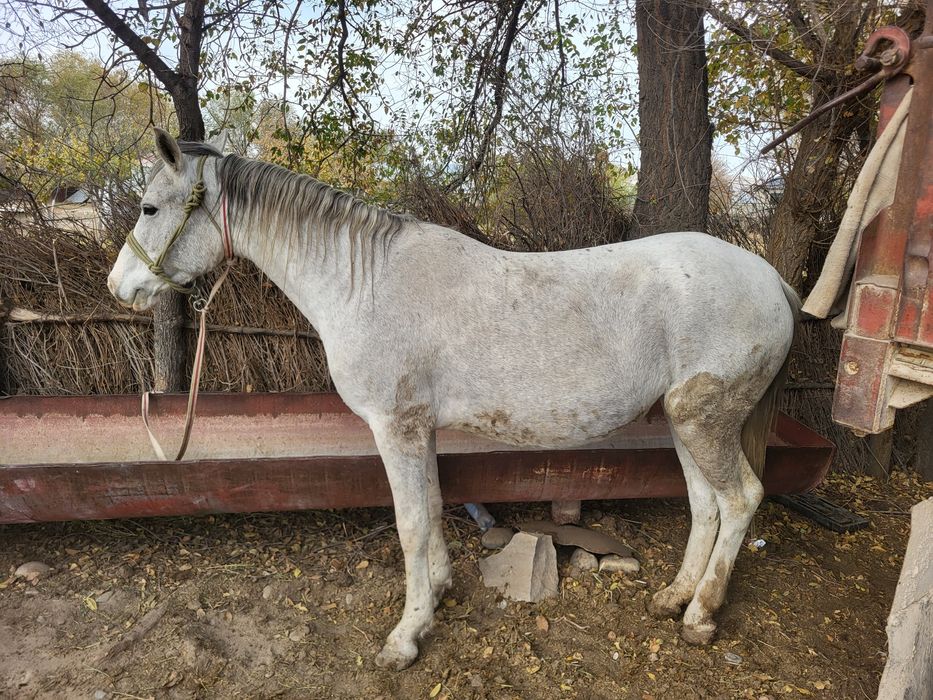 Бордақы бие сатылады
