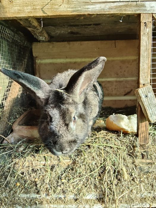 Vand iepuri de tăiat sau tinut