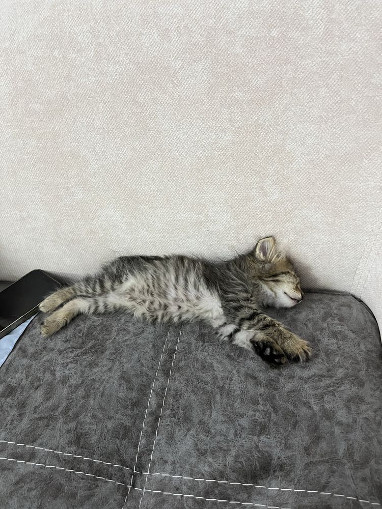 Котята, отдам в хорошие руки. 1,5 и 2 месяца.