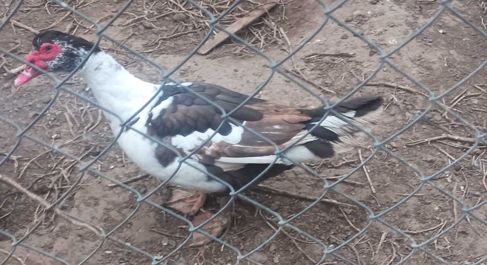 Индоутка Селезень