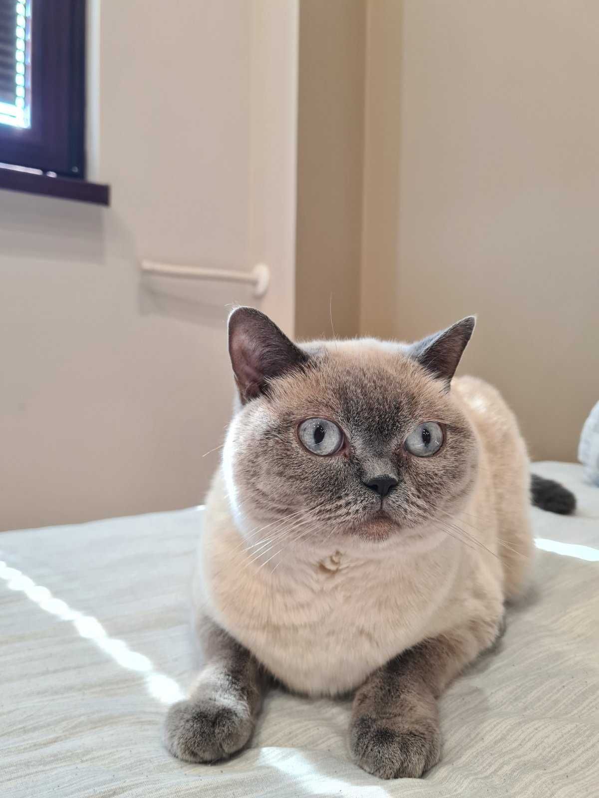 Британска котка колорпойнт