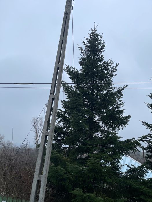 Brad natural ,13-15 metri