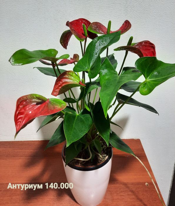 Спатифиллум, Антуриум, Аглаонема, Замиокулькас и др растения