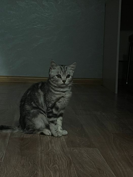 Продам котенка девочку 3 месяца