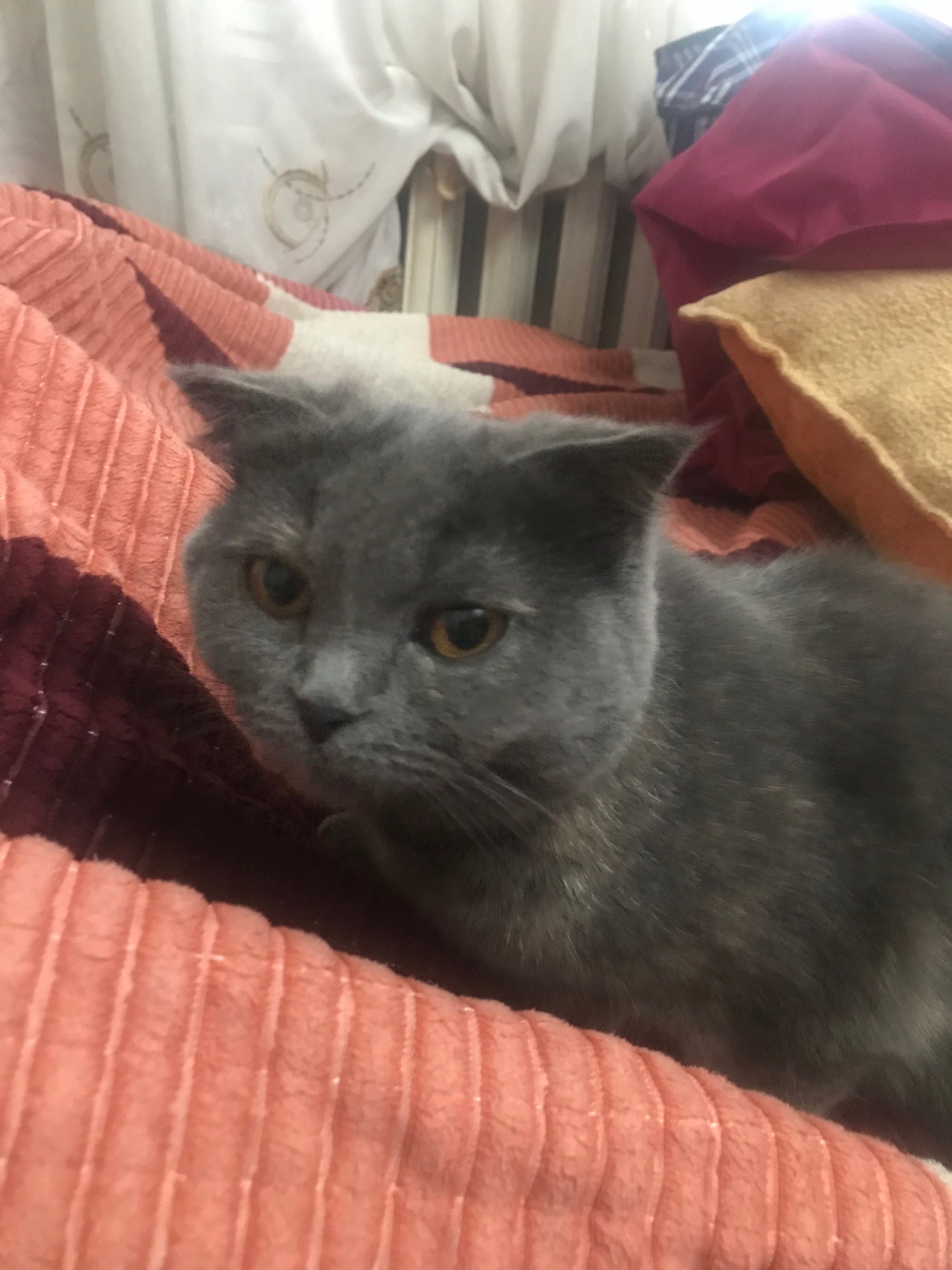 продаеться кошка
