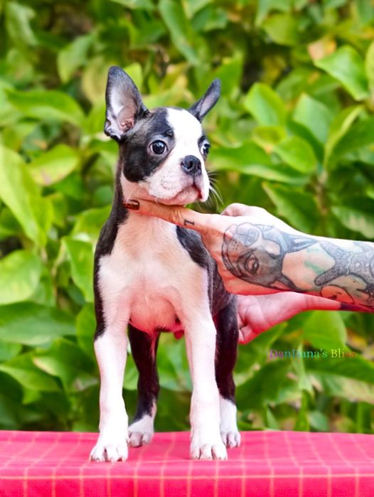 Baietel boston terrier cu pedigree