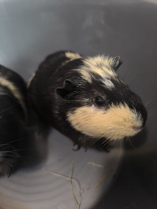 Porcușori de Guineea+ cușcă