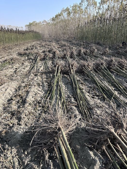 Павлония бор Pavlovniya sotiladi