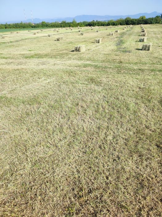 Baloți fân cu puțină lucernă prin ei.