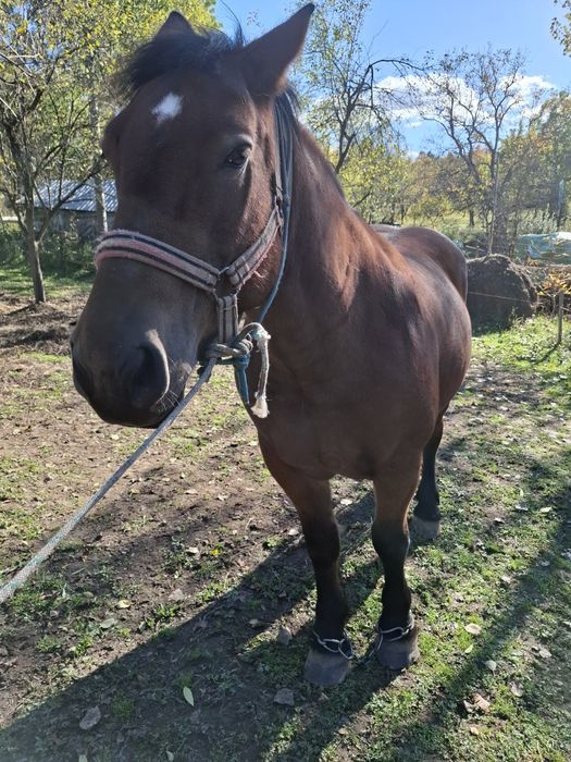 Vand iapa de 9 ani cu acte in regula