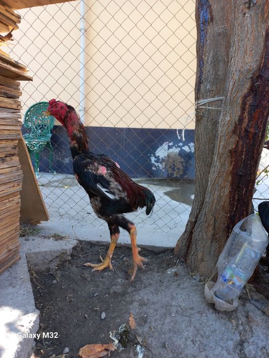 Ганой + япон зотидан олинган жужа хуроз сотувда