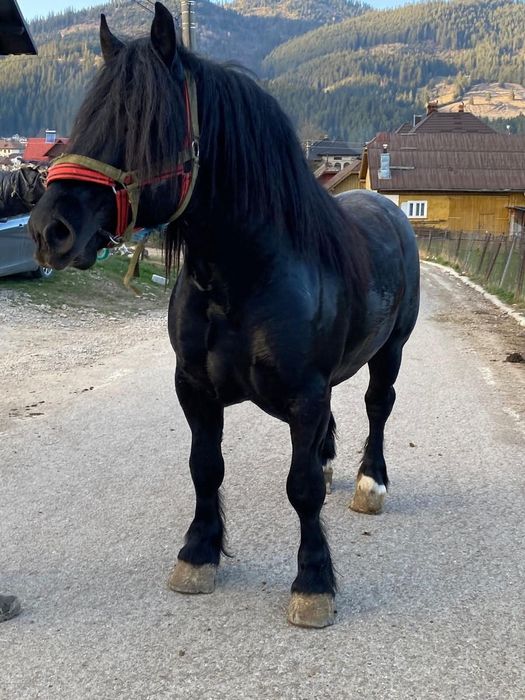 Vând mânz blând învățat la ham