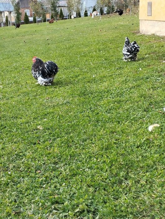 Gaini mii de flori, Cochinchina si matase