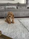 Maltipoo mascul  (pudel-bichon