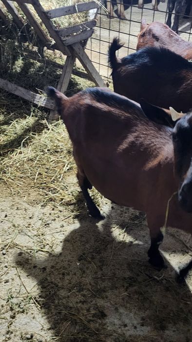 Vind capre alpine franceza