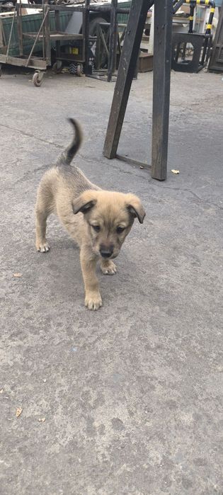 Щенки в хорошие руки