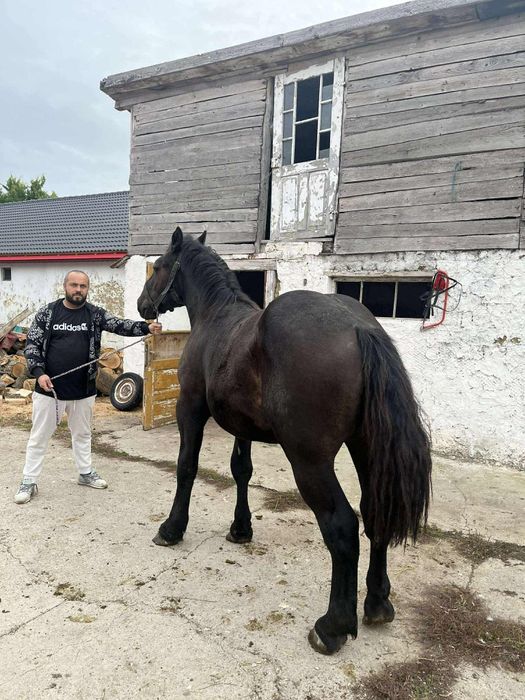 Manji de 1an jumate de vanzare