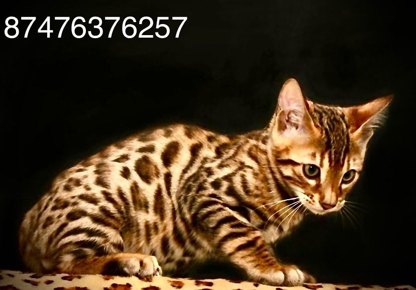Котенок бенгальской породы