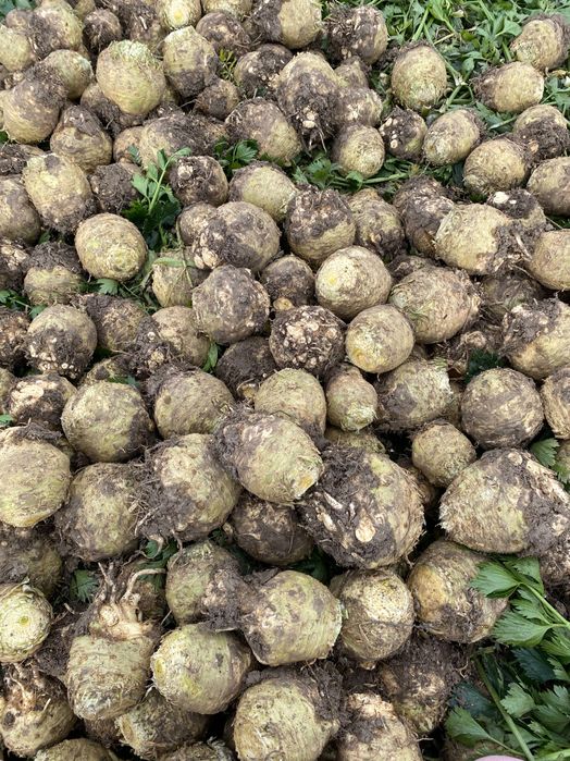 Țelină de vânzare