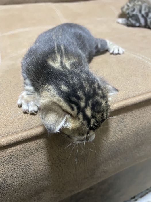 Bengalsky mushuk srochni sotiladi !!!