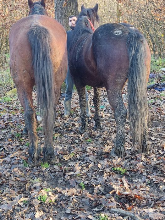 Vând mânza asta mă de patru ani