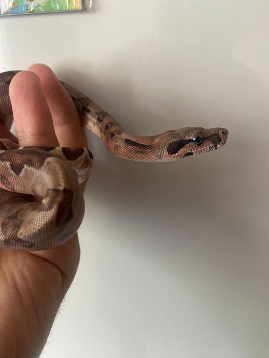 ручная змея удав