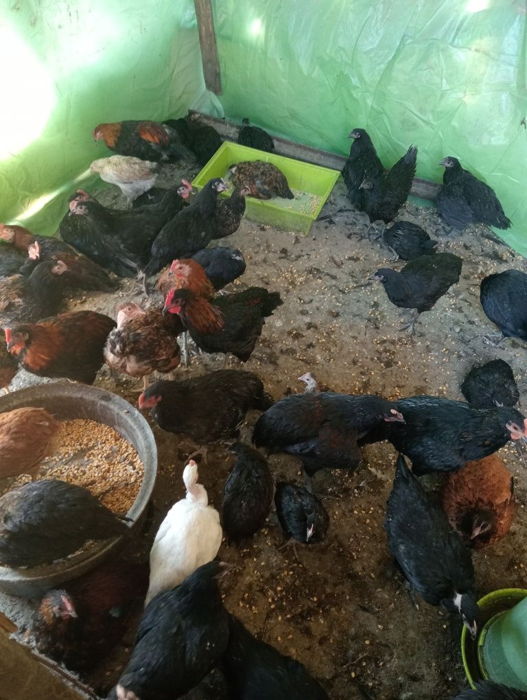 Cocosei de vanzare