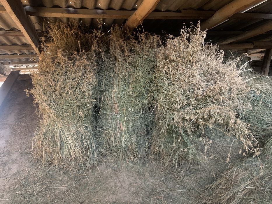 Беда комкок кол мехнати