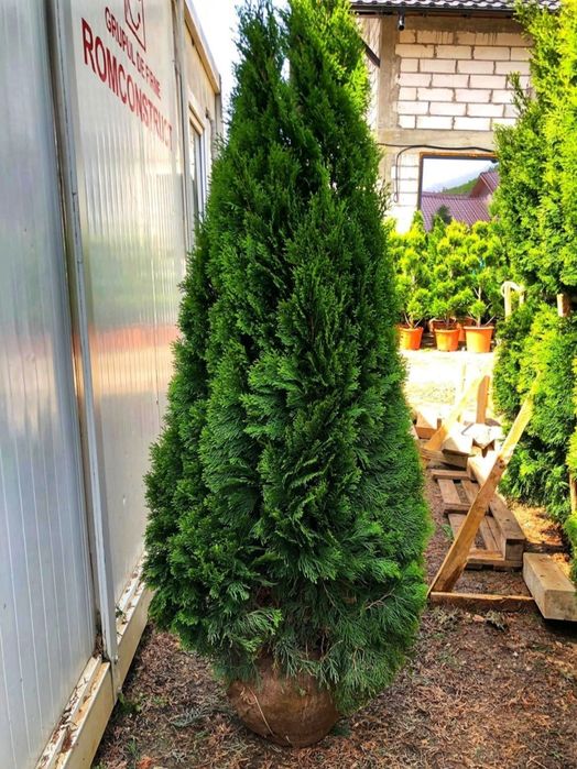 Poze reale ! Tuia 3m smaragd, columnaris, brabant, leylandii, etc