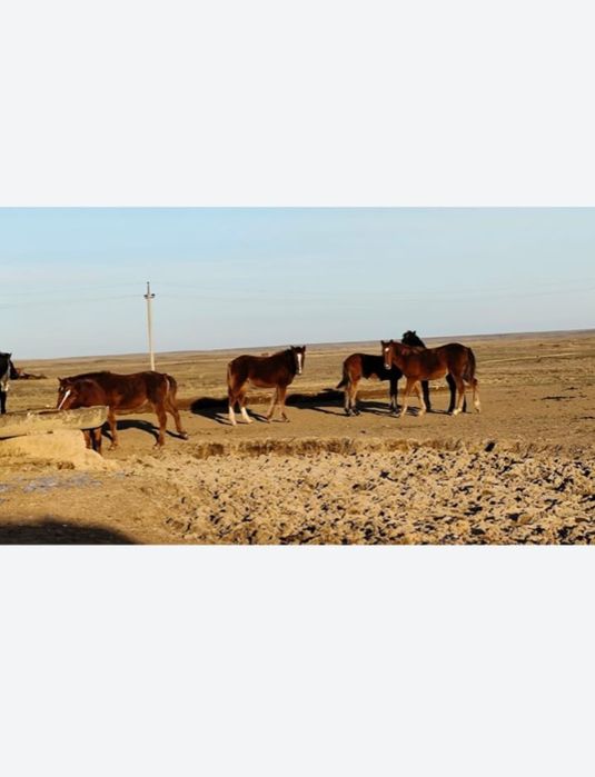 Соғымға жақсы жабағылар сатамыз