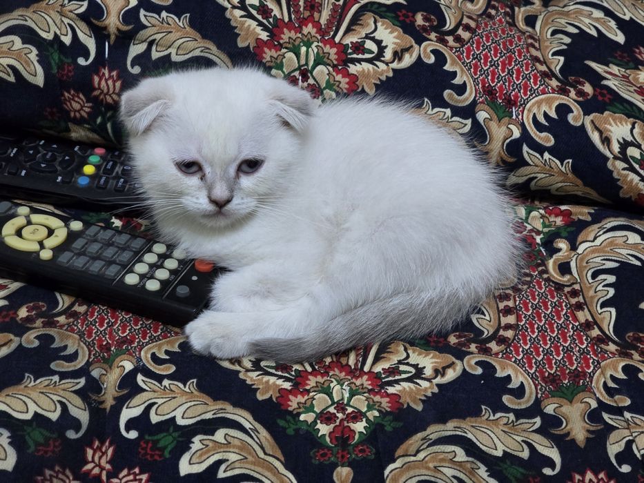 Шотландские котята